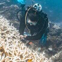 שונית נינגאלו באוסטרליה. | AFP