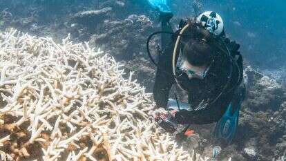שונית נינגאלו באוסטרליה. | AFP