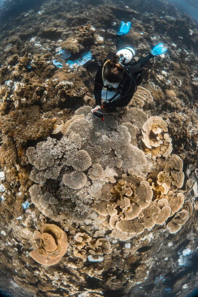 שונית נינגאלו באוסטרליה. | AFP