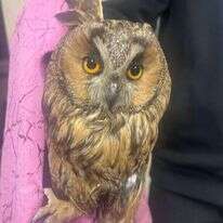 הינשוף שאותר במהלך פשיטה בפזורה הבדואית. | דוברות המשטרה