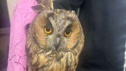 הינשוף שאותר במהלך פשיטה בפזורה הבדואית. | דוברות המשטרה