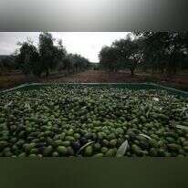 מסיק זיתים. | מרים צחי