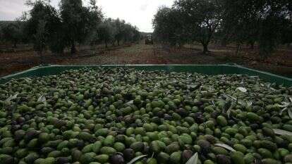 מסיק זיתים. | מרים צחי