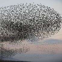 ציפורים ליד בית שאן. | AFP