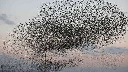 ציפורים ליד בית שאן. | AFP