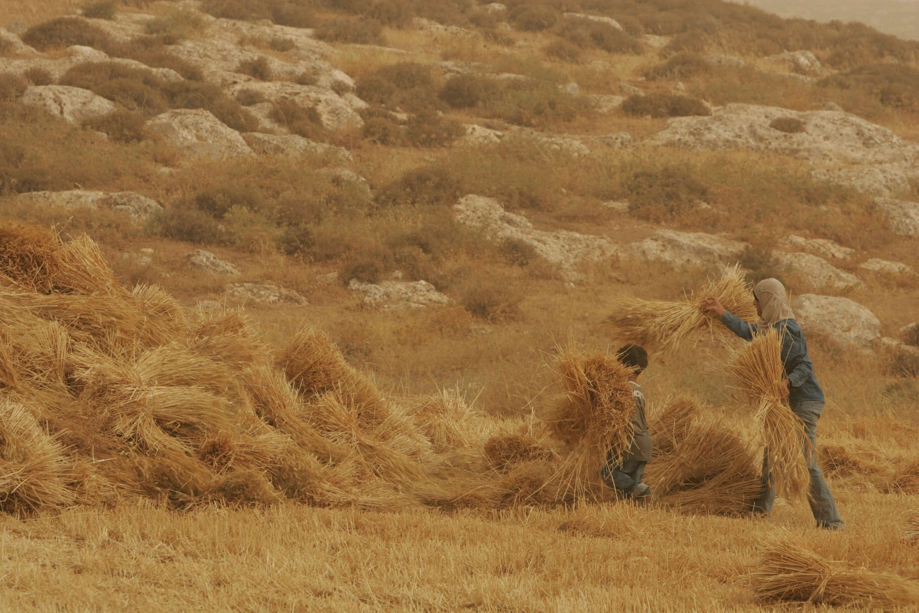 שדה חיטים. | מרים צחי