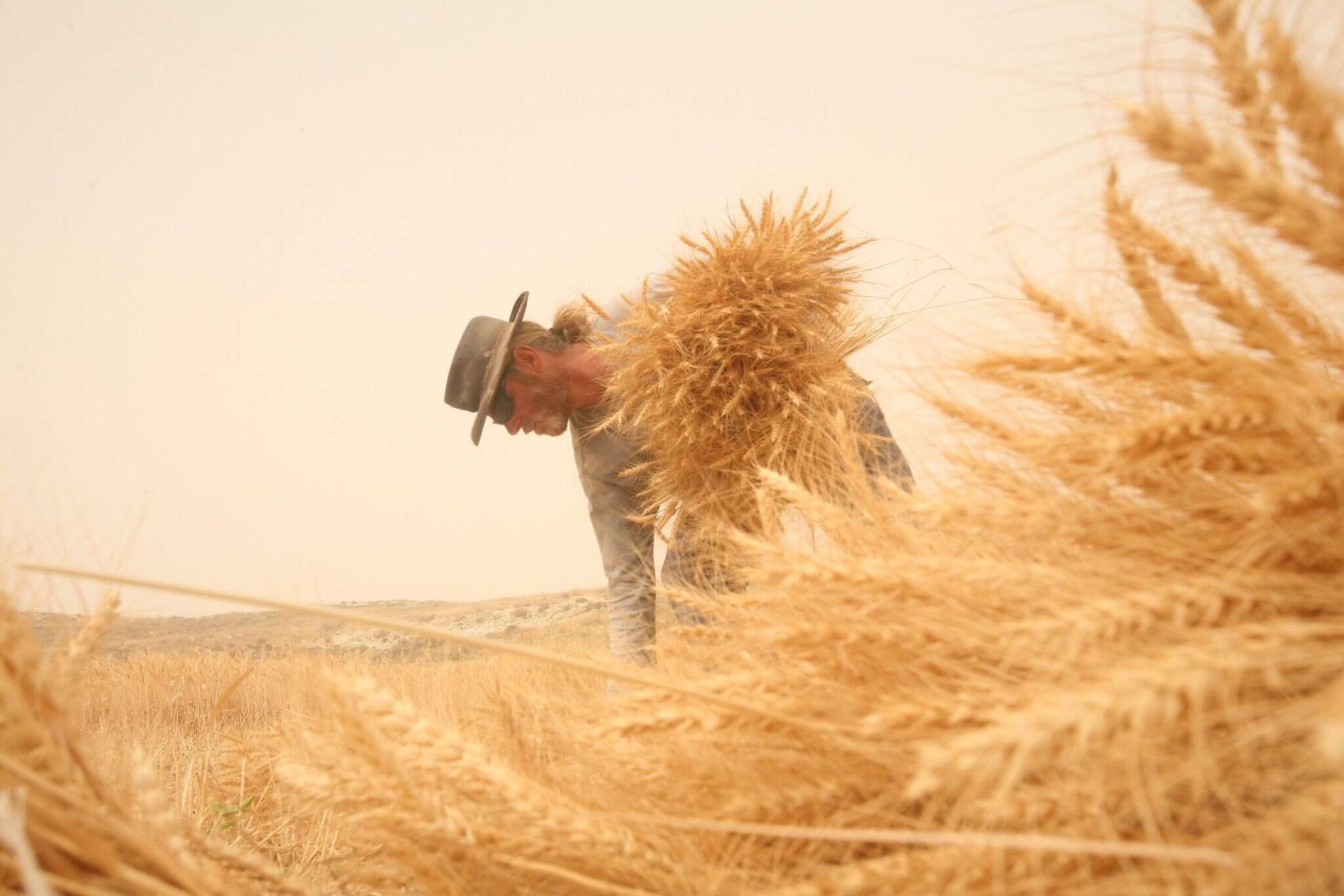 שדה חיטים. | מרים צחי