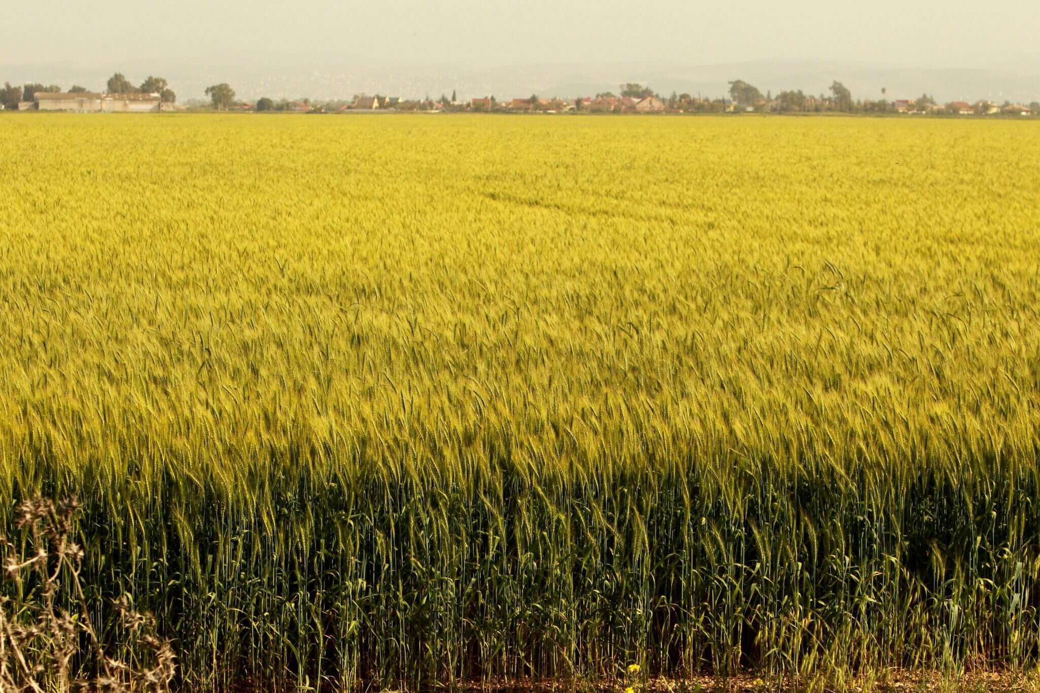 שדה חיטים. תם החיפוש אחר הזן האבוד? | מרים צחי
