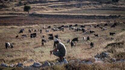 רועה צאן באחת מגבעות יהודה ושומרון. אילוסטרציה | משה שלייפר - פלאש 90 רועה צאן באחת מגבעות יהודה ושומרון. אילוסטרציה | משה שלייפר - פלאש 90