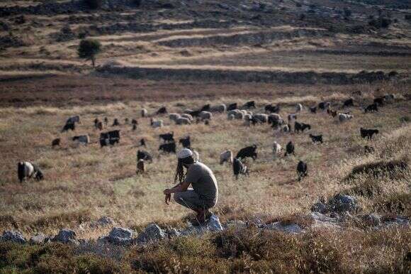 רועה צאן באחת מגבעות יהודה ושומרון. אילוסטרציה | משה שלייפר - פלאש 90