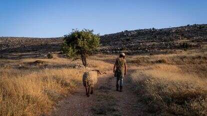 "בעל החווה הוא כמו המפקד, ואין שם משחקים". אילוסטרציה | משה שלייפר - פלאש 90 "בעל החווה הוא כמו המפקד, ואין שם משחקים". אילוסטרציה | משה שלייפר - פלאש 90