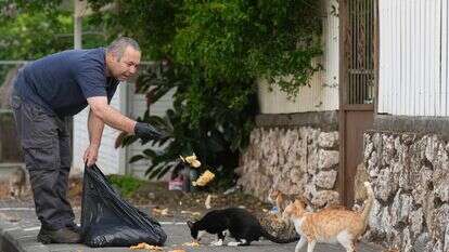 אדם מאכיל חתולים בקרית שמונה | איל מרגולין, פלאש 90