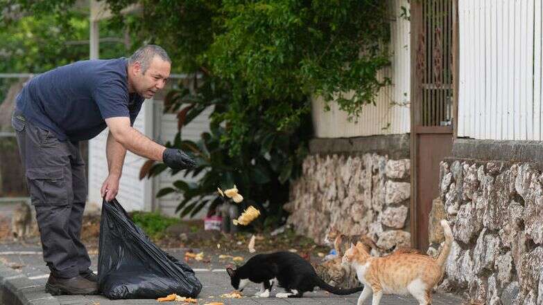אדם מאכיל חתולים בקרית שמונה | איל מרגולין, פלאש 90 אדם מאכיל חתולים בקרית שמונה | איל מרגולין, פלאש 90