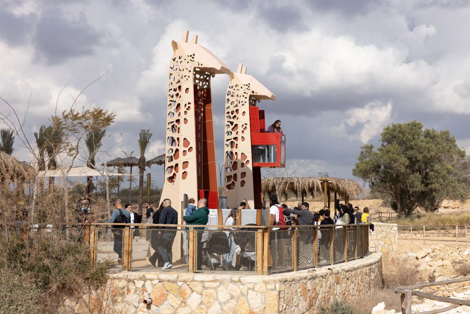 ג'ירפות, מדבריום | דיאגו מיטלברג ג'ירפות, מדבריום | דיאגו מיטלברג
