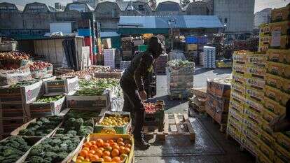 פירות בדרכם למדפי הסופר | הדס פרוש, פלאש 90 פירות בדרכם למדפי הסופר | הדס פרוש, פלאש 90
