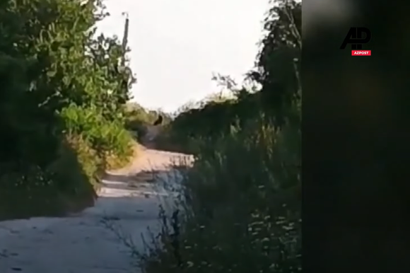 צללית הפנתר שנצפתה | יוטיוב צללית הפנתר שנצפתה | יוטיוב