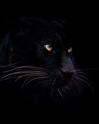 פנתר שחור | שאטרסטוק פנתר שחור | שאטרסטוק