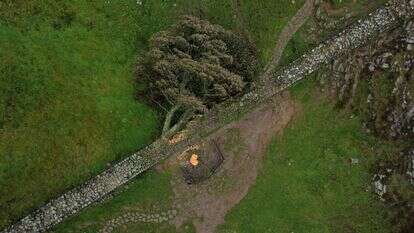 עץ השקמה הכרות במבט מלמעלה | epa12239420 (FILE) - An aerial photograph taken with a drone shows the felled tree at Sycamore Gap in Northumberland, Britain, 05 October 2023 (reissued 15 July 2025). Two men were sentenced on 15 July to four years and three months in prison for chopping down the iconic tree in September 2023, as well as damaging the historic Hadrian's Wall during the felling operation The tree appeared in Kevin Costner's 1991 film Robin Hood: Prince Of Thieves and had been part of the landscape for 200 years.  EPA/ADAM VAUGHAN