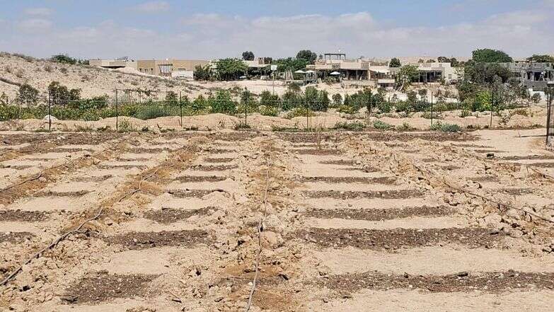 יין ישן נושן | אלישיב רייכנר