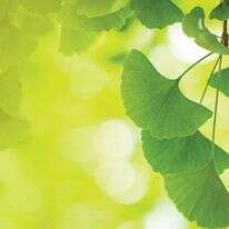 צמח מרפא | שאטרסטוק צמח מרפא | שאטרסטוק