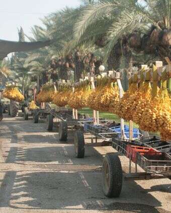 מנצח בטעם ובמראה. מטע התמרים בטירת־צבי | טל כהן גרשוני מנצח בטעם ובמראה. מטע התמרים בטירת־צבי | טל כהן גרשוני