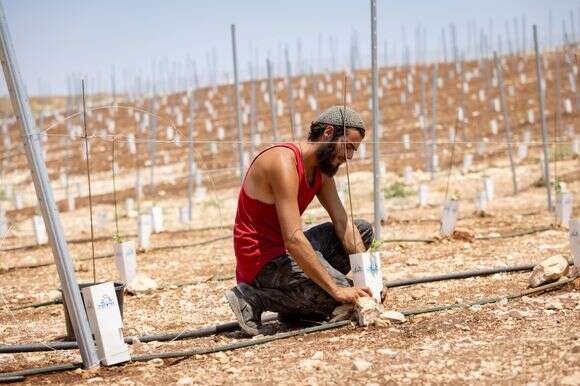 הזמנה פתוחה. צביני לב בכרם שנטע בחוות הר המלך | אריק סולטן