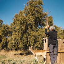 דפנה בן נון