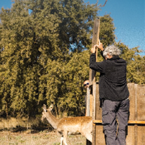 דפנה בן נון