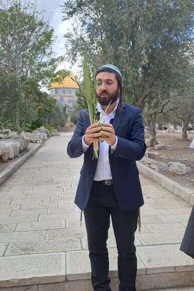 צבי סוכות צבי סוכות