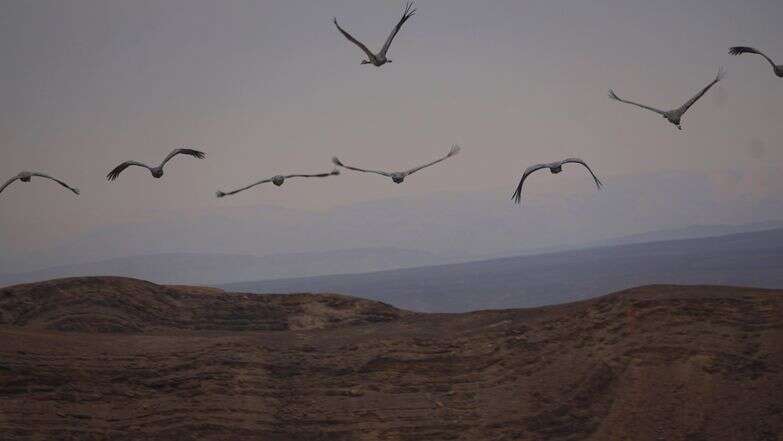 נדידת עגורים בשמי הערבה התיכונה | עדי מטמון