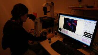 מעבדות לחקר סרטן בבית החולים הדסה | קרן פרימן, פלאש 90 מעבדות לחקר סרטן בבית החולים הדסה | קרן פרימן, פלאש 90