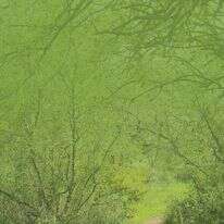שלוות עולמים | צק אין אאוט