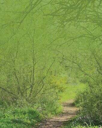 שלוות עולמים | צק אין אאוט