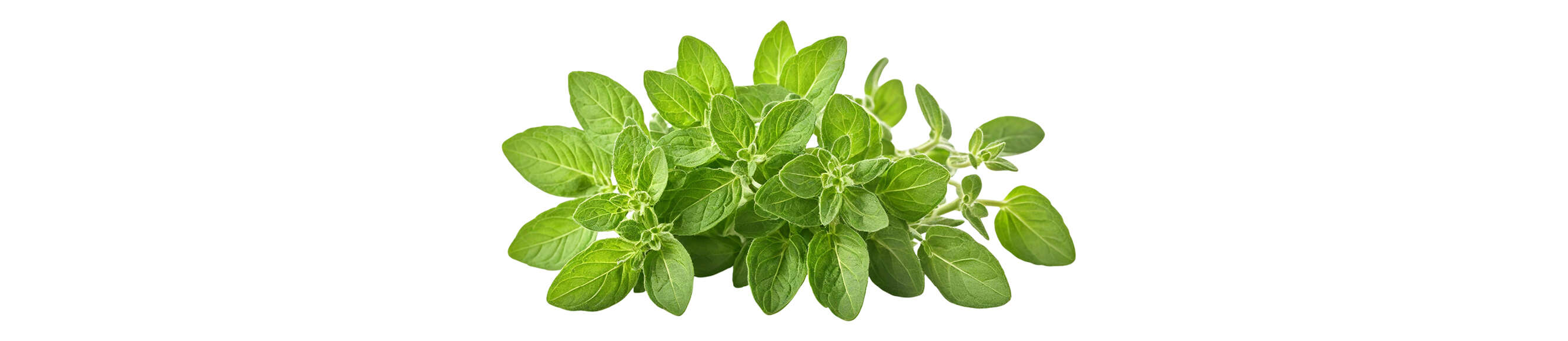 שאטרסטוק שאטרסטוק