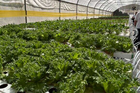 החממה בהיער הסודי | אריאל שנבל החממה בהיער הסודי | אריאל שנבל