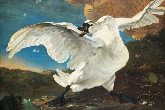 יאן אסלין, הברבור המאוים, 1650 | שאטרסטוק יאן אסלין, הברבור המאוים, 1650 | שאטרסטוק