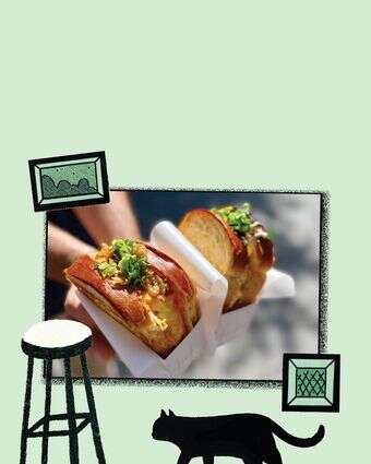 חתוליות מסכת ביצה | ג'ו ונאוה חתוליות מסכת ביצה | ג'ו ונאוה