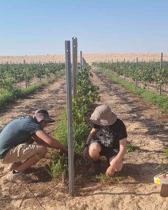 תיירות שמעצימה את החקלאות. יקב תושיה | דיוויד סילברמן