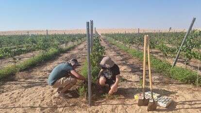 תיירות שמעצימה את החקלאות. יקב תושיה | דיוויד סילברמן