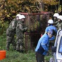 חיילים יפנים מתקינים מלכודת דובים בעיר קאזונו בצפון יפן, שלשום | איי.פי