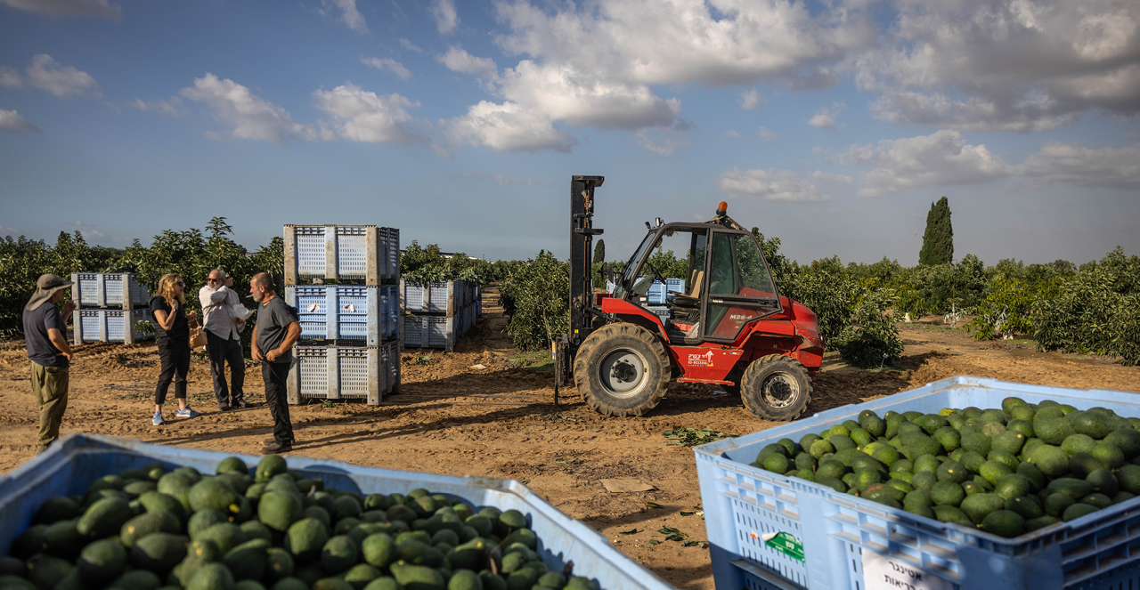חיים גולדברג