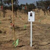 השיקום הוא רק ההתחלה, האתגר הוא הצמיחה. 
חנוכת יער חרבות ברזל בחודש שעבר | אלכס קולומויסקי, מערך הסברה קק"ל