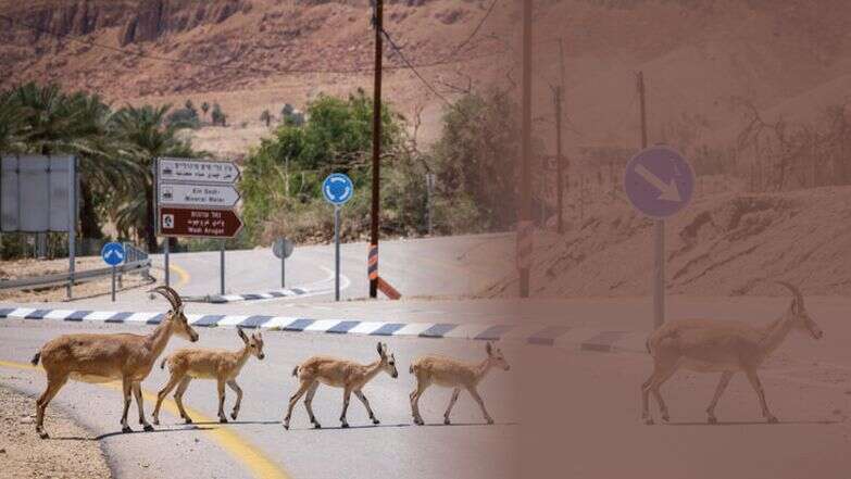 שאלה של איזון | דוד כהן, פלאש 90