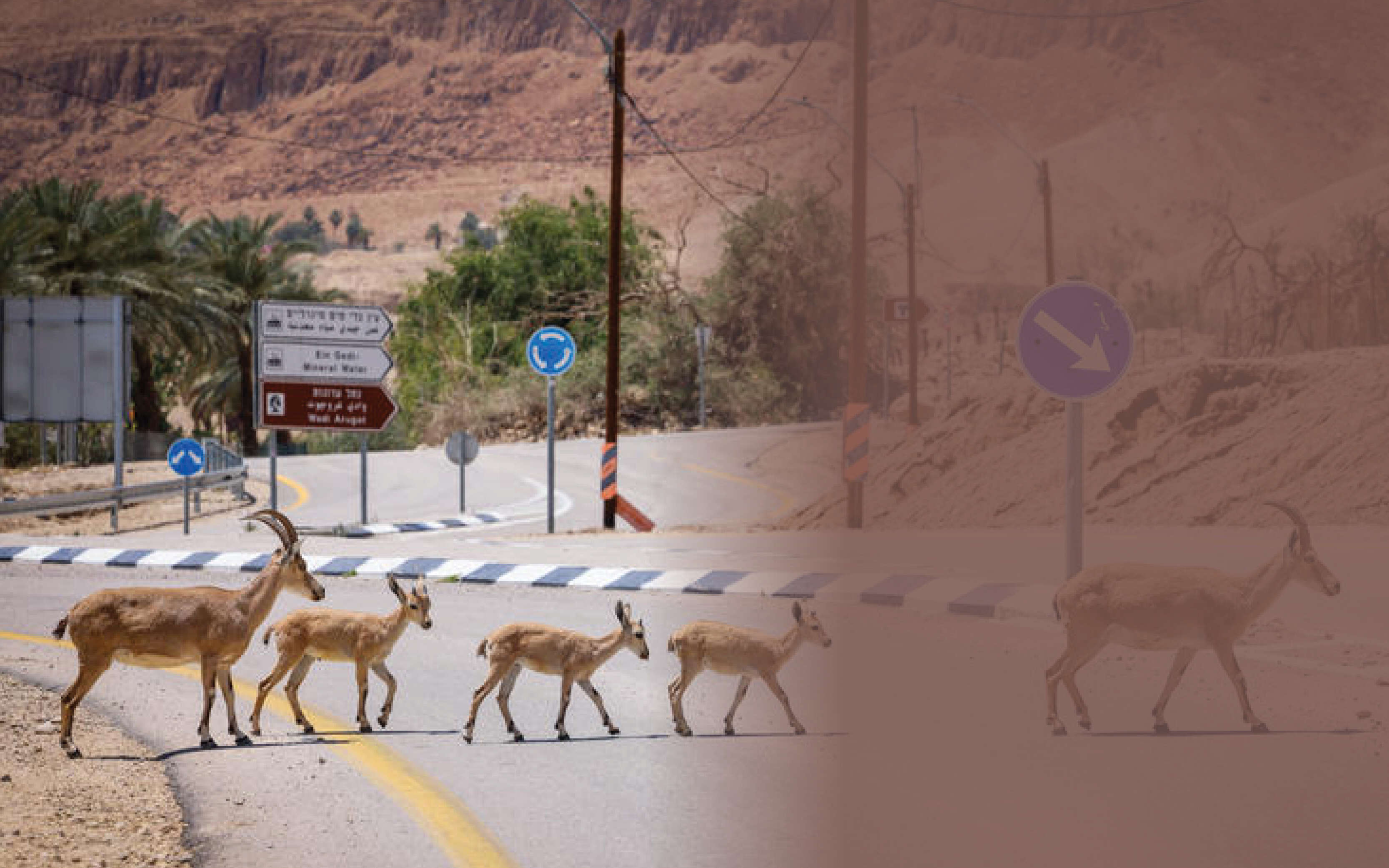 שאלה של איזון | דוד כהן, פלאש 90