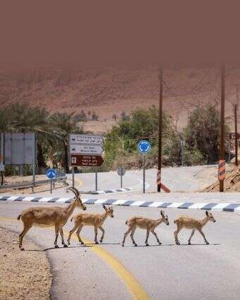 שאלה של איזון | דוד כהן, פלאש 90