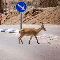 שאלה של איזון דף הבית | דוד כהן, פלאש 90