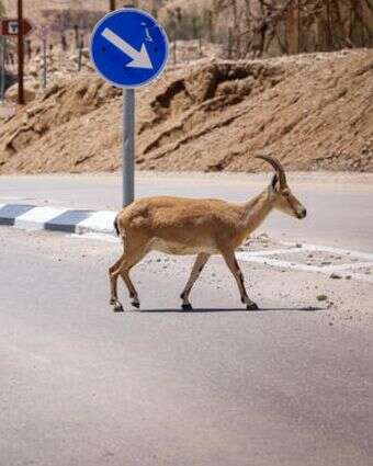 שאלה של איזון דף הבית | דוד כהן, פלאש 90