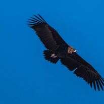 פרט של עוזנייה שחורה בשמי שמורת טבע מעלה גמלא, רמת הגולן | שגיא ישראל פרט של עוזנייה שחורה בשמי שמורת טבע מעלה גמלא, רמת הגולן | שגיא ישראל