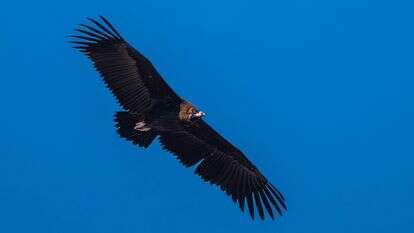 פרט של עוזנייה שחורה בשמי שמורת טבע מעלה גמלא, רמת הגולן | שגיא ישראל פרט של עוזנייה שחורה בשמי שמורת טבע מעלה גמלא, רמת הגולן | שגיא ישראל