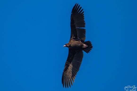 פרט של עוזנייה שחורה בשמי שמורת טבע מעלה גמלא, רמת הגולן | שגיא ישראל פרט של עוזנייה שחורה בשמי שמורת טבע מעלה גמלא, רמת הגולן | שגיא ישראל